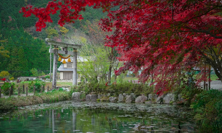 Japan Senior Citizen Friendly Tour – 5 Nights / 6 Days